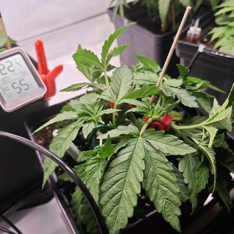 Runtz #1 growlog photo: Nochmal getoppt und bissle rumgebogen 🙌🏻bissle stressen 