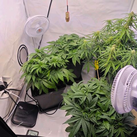 Runtz #1 growlog photo: Ab un die Blühte