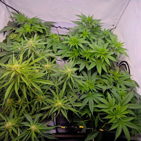 Runtz #1 growlog photo: Bloom Day 4 👌🏻