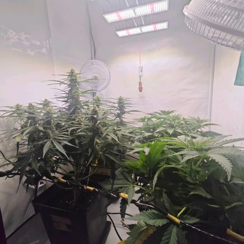 Runtz #1 growlog photo: Bloom Day 4 👌🏻