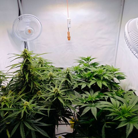 Runtz #1 growlog photo: Bloom Day 4 👌🏻