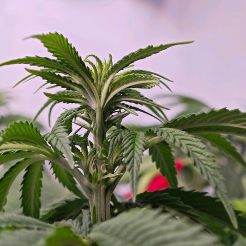 Runtz #1 growlog timeline photo