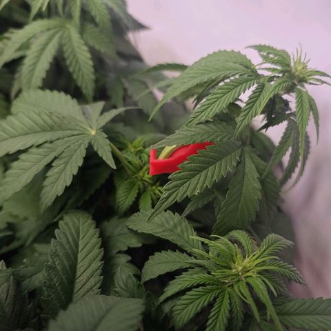 Runtz #1 growlog timeline photo