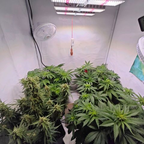 Runtz #1 growlog timeline photo
