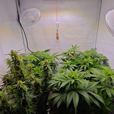 Runtz #1 growlog timeline photo