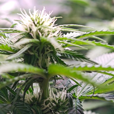 Runtz #1 growlog timeline photo
