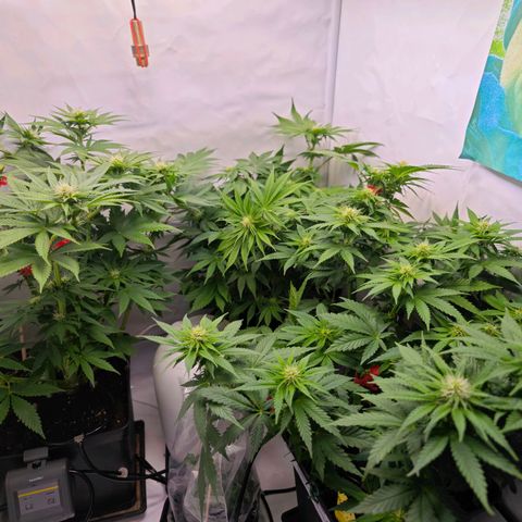 Runtz #1 growlog timeline photo