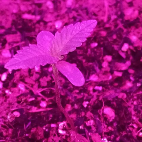 Semente encontrada em um bud growlog photo: Rega feita com apenas água, ph 6.3