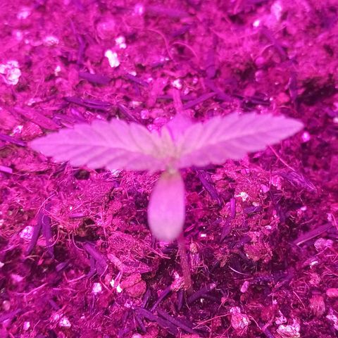 Semente encontrada em um bud growlog photo: Rega feita com apenas água, ph 6.3