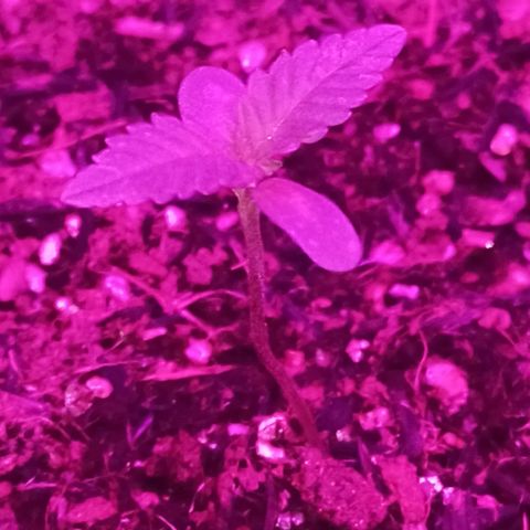 Semente encontrada em um bud growlog photo: Rega feita com apenas água, ph 6.3