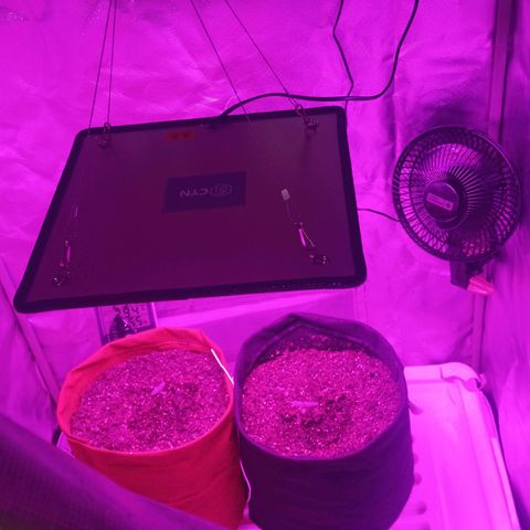 Semente encontrada em um bud growlog photo: Rega feita com apenas água, ph 6.3