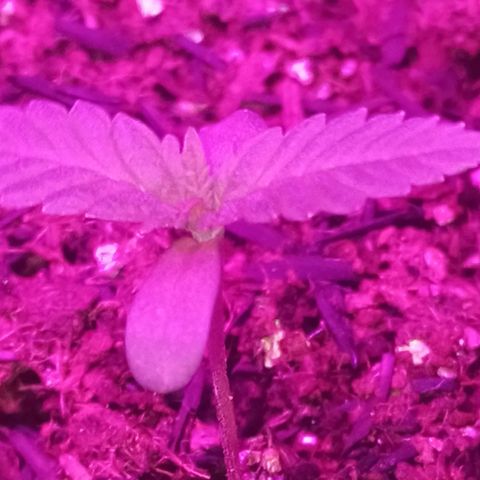 Semente encontrada em um bud growlog photo: Rega feita com apenas água, ph 6.3
