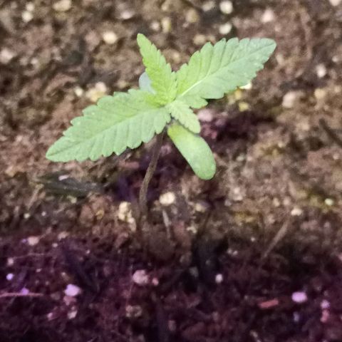 Semente encontrada em um bud growlog photo: Crescendo 