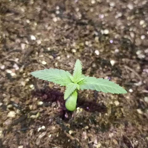 Semente encontrada em um bud growlog photo: Crescendo 