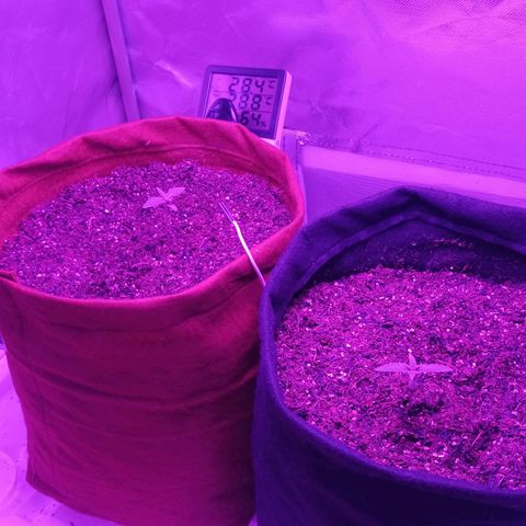 Semente encontrada em um bud growlog photo: Crescendo 