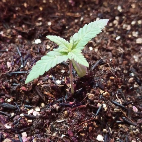 Semente encontrada em um bud growlog timeline photo