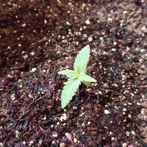 Semente encontrada em um bud growlog timeline photo