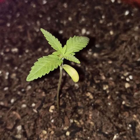 Semente encontrada em um bud growlog timeline photo