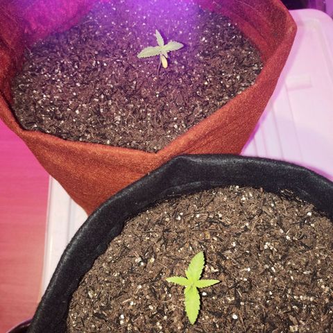 Semente encontrada em um bud growlog timeline photo