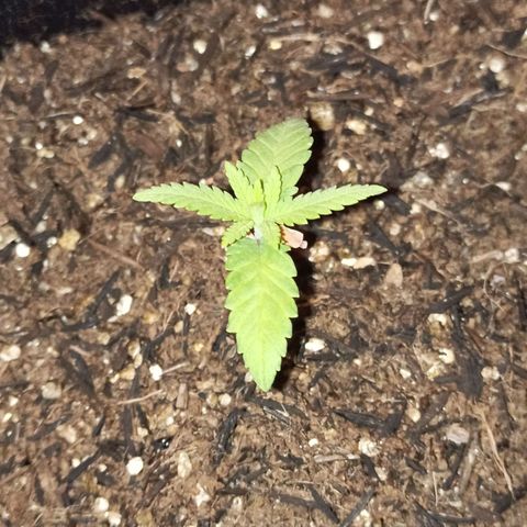 Semente encontrada em um bud growlog timeline photo