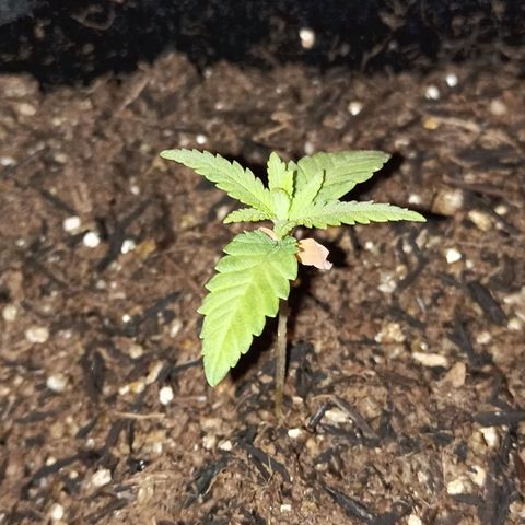 Semente encontrada em um bud growlog timeline photo