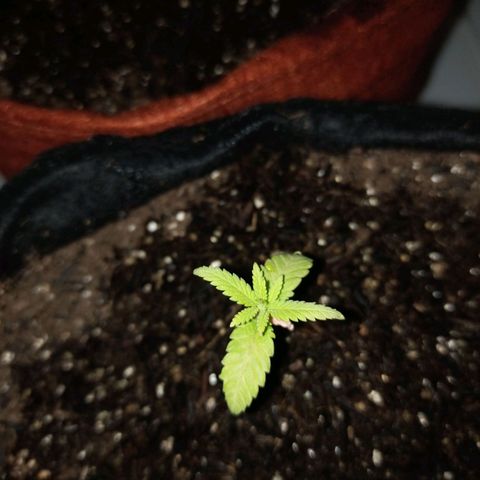 Semente encontrada em um bud growlog photo: Iniciando com fert veg bio bizz 