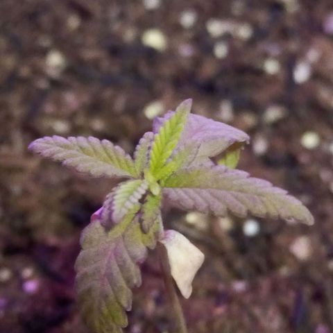 Semente encontrada em um bud growlog timeline photo