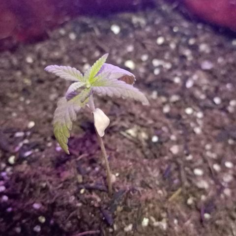 Semente encontrada em um bud growlog timeline photo