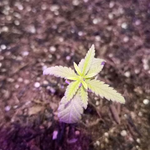 Semente encontrada em um bud growlog timeline photo