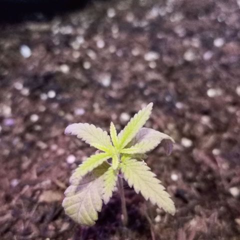 Semente encontrada em um bud growlog timeline photo