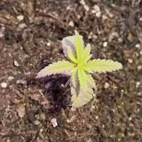Semente encontrada em um bud growlog timeline photo