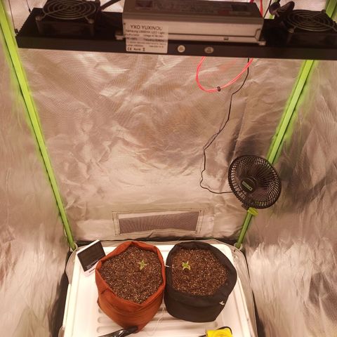 Semente encontrada em um bud growlog photo: Troquei o led de 50w por 240w