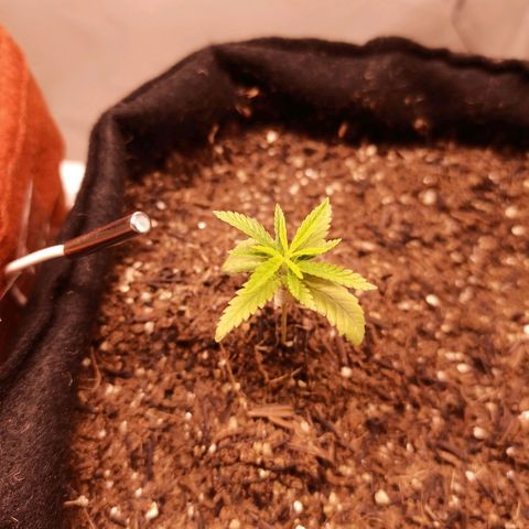 Semente encontrada em um bud growlog photo: Plantão estava travada por falta de luz... Agora com o led 240w em 65% voltou a desenvolver em 3 dias