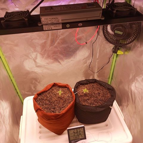 Semente encontrada em um bud growlog photo: Plantão estava travada por falta de luz... Agora com o led 240w em 65% voltou a desenvolver em 3 dias