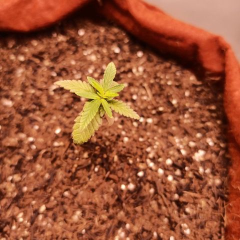 Semente encontrada em um bud growlog photo: Plantão estava travada por falta de luz... Agora com o led 240w em 65% voltou a desenvolver em 3 dias