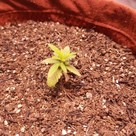 Semente encontrada em um bud growlog timeline photo