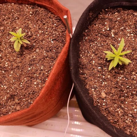 Semente encontrada em um bud growlog timeline photo
