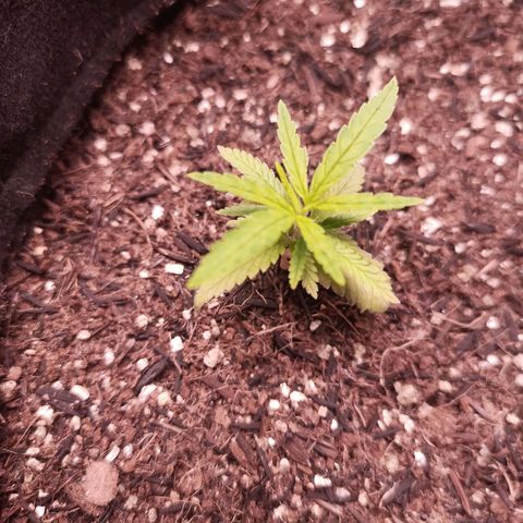 Semente encontrada em um bud growlog timeline photo