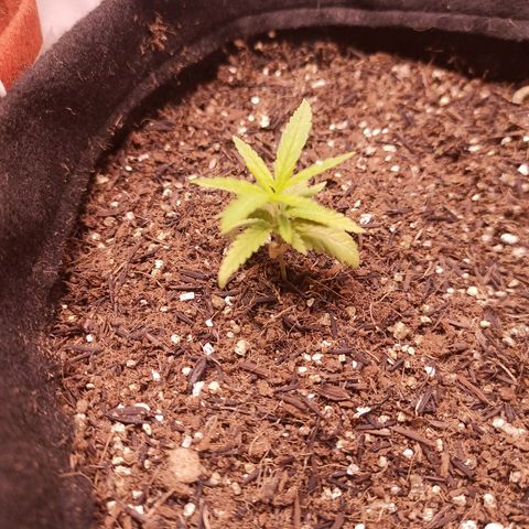 Semente encontrada em um bud growlog timeline photo