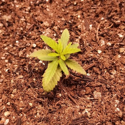Semente encontrada em um bud growlog timeline photo