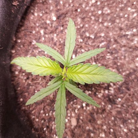 Semente encontrada em um bud growlog photo: Led 70%, 33cm do topo