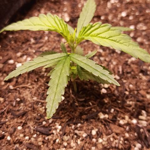 Semente encontrada em um bud growlog photo: Led 70%, 33cm do topo