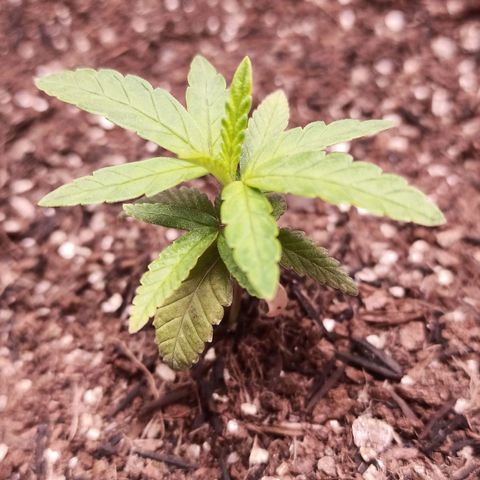 Semente encontrada em um bud growlog photo: Led 70%, 33cm do topo