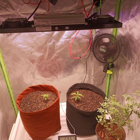 Semente encontrada em um bud growlog photo: Led 70%, 33cm do topo