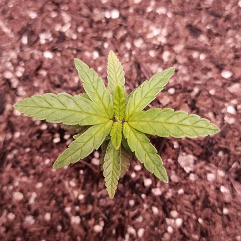 Semente encontrada em um bud growlog photo: Led 70%, 33cm do topo
