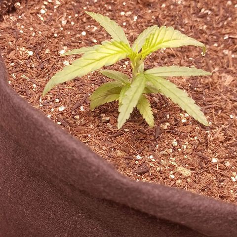 Semente encontrada em um bud growlog photo: Led 70%, 33cm do topo