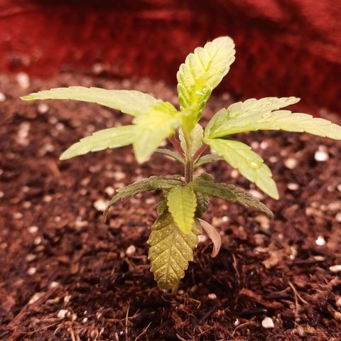 Semente encontrada em um bud growlog timeline photo