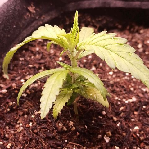 Semente encontrada em um bud growlog timeline photo