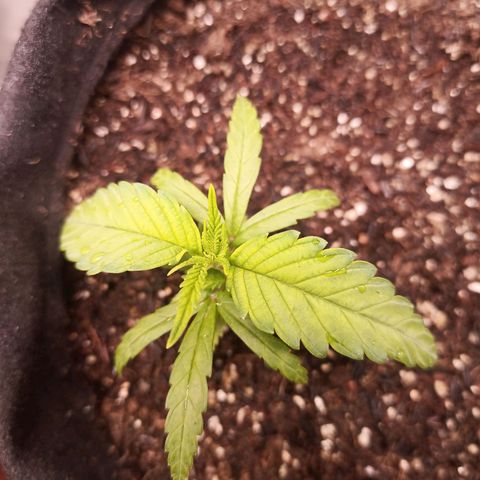 Semente encontrada em um bud growlog timeline photo