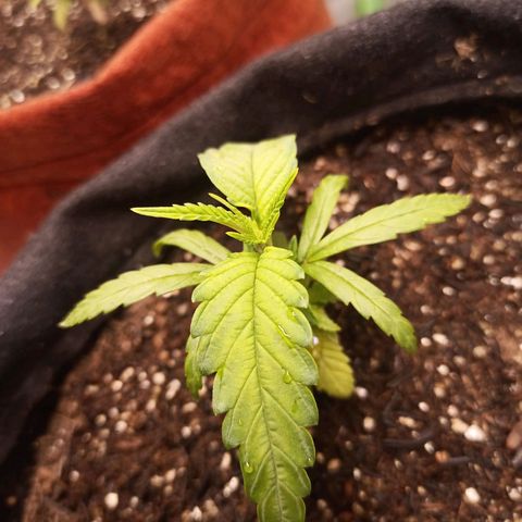 Semente encontrada em um bud growlog timeline photo